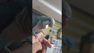 퀘이커 해골  #parrot #재미난영상 #shorts