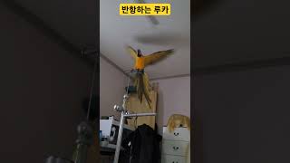 시끄럽다니까 반항하는 루카 #parrot #앵무새 #a…