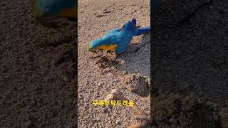 루카 강에서 흙파고 노는중 #청금강앵무새 #shorts
