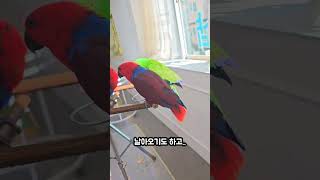 일곱마리 뉴기니아 앵무새 목욕시간     #뉴기니아 #…