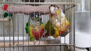 [앵무파파] 식수로 목욕하며 싸우는 코뉴어부부 [201…