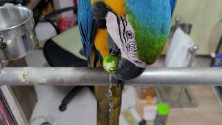 고추 뜯는 청금강앵무새 루카