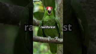 Discover the Jamaican Black-Throated Amazon Parrot! #shorts #animals