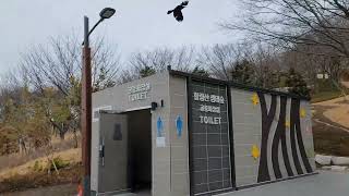 청금강앵무새 황령산에서 자유비행