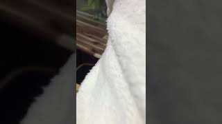 옐로우 카라 마카우