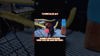 아기예삐 장난감놀이  #shorts #예삐 #앵무새예삐…