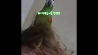 손님 머릿결이 엉망이시네요~ 인간그루밍