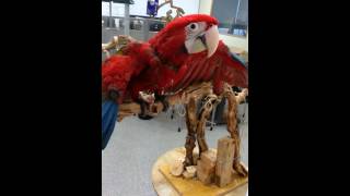 홍금이 못날라~