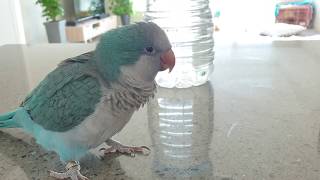 까불까불이 블루퀘이커 순도리 월욜도 좋은아침 입니다♡