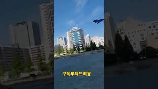 오늘도 훈련중인 청금강앵무새 루카 #shorts