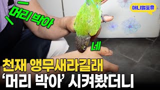 "머리 박아" 천재 앵무새라길래 못 참고 그만.. I KBS 생생정보 190712 방송