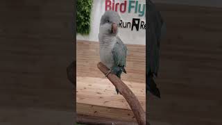 코뉴어 앵두 자두 퀘이커