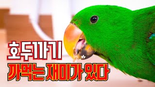 앵무새 키우기 먹방 호두 가지고 놀기!
