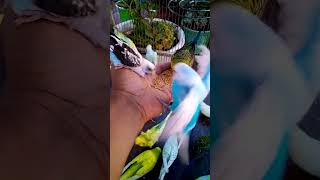 This Amazon bird toy is SO COO…