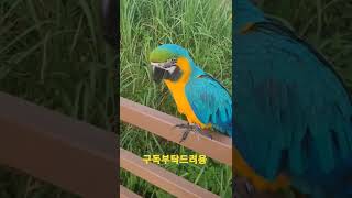 귀여운 청금강앵무새 #shorts