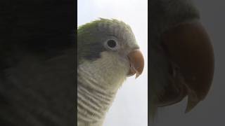 우리 집 사랑둥이 | 퀘이커 앵무새 리피