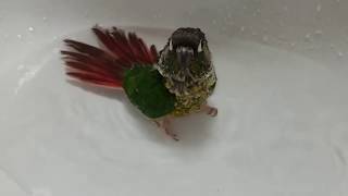 레드옐로우사이드코뉴어 앵무새 &#39;초롱이&#39;의…