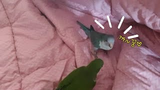 [짤~영상]퀘이커앵무새 순도리♡부츄 (퀘둥이 까꿍놀이)