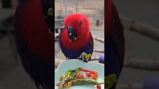 고추먹는 뉴기니아앵무새  eclectus parrot …