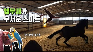 말이 앵무새 만났을 때 반응 (+드론도 무서워?)