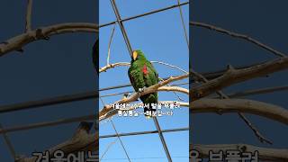 앵무새의 여름/겨울 외형 차이              #뉴기니아#앵무새#뉴기니아앵무새 #eclectus #parrot #eclectusparrot #bird#shorts
