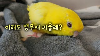 앵무새의 성질에 대해 알아보자