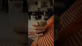 애교만점 코뉴어