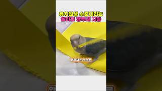 유치원생 수준의 놀라운 앵무새 지능 #동물 #앵무새