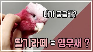 앵무새계의 딸기라떼? | 루티노 갈라코카투 나작새의 반…