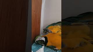 이상한 소리 내는 루카 #shorts #청금강