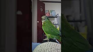 앵무새랑  교감중02#앵무새#parrot#코뉴어#안녕
