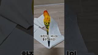 화장지를 펼쳐놓고 놀고있는 써니~ 썬코뉴어 #parro…