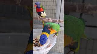 울 오색 청해 앵무