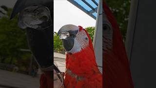 덥다고 얼음먹던 앵무새의 돌발 행동 #앵무새 #얼음먹방