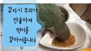 #코뉴어앵무새키우기. . 우리크리가 갑자기 아파요.고향…