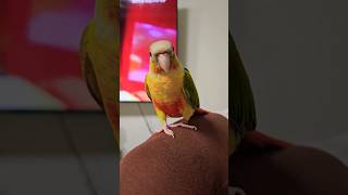 공주랑 태식이 코뉴어 앵무새 일상