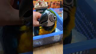 청금강 앵무새예요