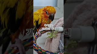 물에 빠진 써니~귀엽고 이쁘다!  #썬코뉴어 #parrot #앵무새 #목욕 #bath #귀엽고 #cute #이쁘다 #pretty #써니
