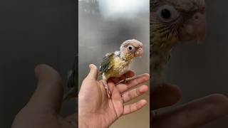 아기새들 많이 커서 분양가요~~| 코뉴어 이유조 | 분양 #birds #parrot #앵무새 #cute #birdslover