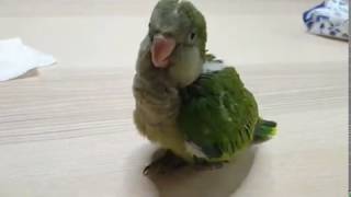 퀘이커앵무새 순도리의 '짝꿍' 소개합니다.오구오구 그린…