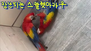 장난치는 스칼렛마카우