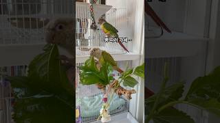 코뉴어 앵무새 코코 망고의 뽕 따러 가세~ #코뉴어일상#코뉴어앵무새#뽕나무#뽕따러가세#리액션