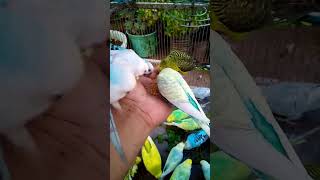 This Amazon bird toy is SO COO…