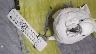 코카투 앵두  말썽꾸러기 ㅜㅜ