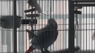 회색앵무 마노의 출근길인사~~^ㅇ^