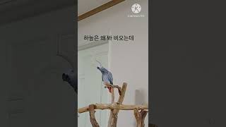 앵무새ㅡ순돌아 장마시작인데 하늘은 왜