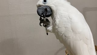 안녕하세요. 앵무새 순무입니다 :)