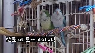 말문터진 앵무새 노래하는 퀘이커 부부 산토끼 토끼야!