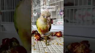 빨간고추 다 내꺼!!#고추사랑#앵무새#코뉴어#매니악#나…