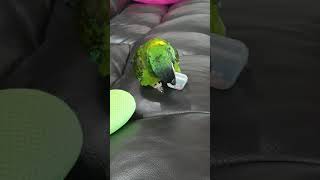 옐로우카라마카우